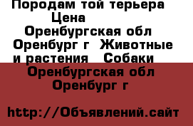 Породам той терьера › Цена ­ 3 000 - Оренбургская обл., Оренбург г. Животные и растения » Собаки   . Оренбургская обл.,Оренбург г.